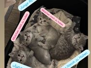 5 Wunderschöne Reinrassige BKH Kitten ab sofort abzugeben - Berlin Marzahn-Hellersdorf