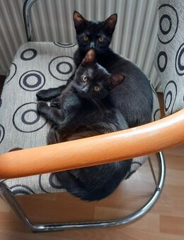 2 Hauskatzen, männlich, 15.4.2025 - Bottrop