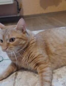 Alani, die sanfte Samtpfote - München