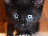 Gesunde Katzen Babys EKH BKH Mix Kitten - Essen