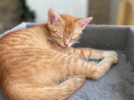 Katzen - Petershausen