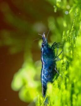 Blue Dream Garnele - Neocaridina davidi - Odelzhausen