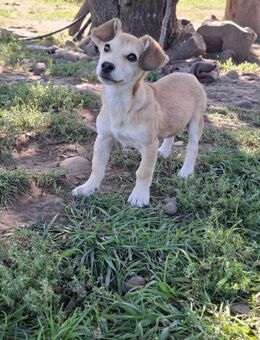 Törpi - Kleine Hündin sucht ihr Glück - Rambin