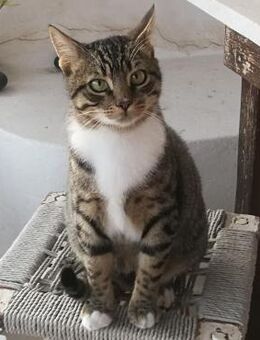 Schmusekater Rico sucht Zuhause - Bergkirchen