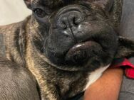 Französische Bulldogge - Bermel