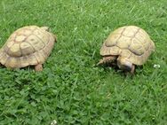 2 weibliche Griechische Landschildkröten, THB - Löhne