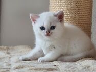 Reinrassige BKH Kitten mit blauen Augen - Limbach (Landkreis Westerwaldkreis)