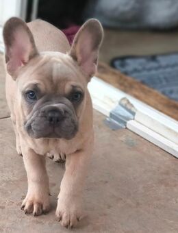 Französische Bulldogge freiatmend ,sportlich mit Ahnentafel - Leichlingen (Rheinland, Blütenstadt) Zentrum