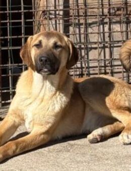 SCHLAUBI🩵kluger, hübscher Lausbub - Hamburg