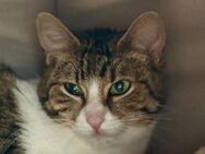 MINA-2-jähr.,-grau-getigerte Katzen-Dame - Rösrath