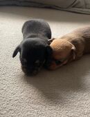 Chihuahua Welpen abzugeben in 90473