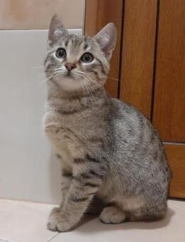 zuckersüßer Joshua - Ingolstadt