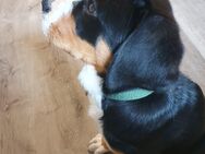 Großer Schweizer Sennenhund Welpe - Lengefeld Zentrum