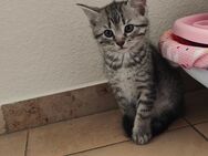 Kitten - Braunfels