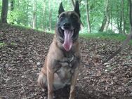Schäferhund Mix - Melle