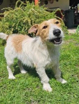 Lazar Jack-Russel Mix Rüde 5 Jahre in HU - Reutlingen
