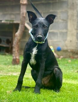 Lustiger Gregor - Ellerbek