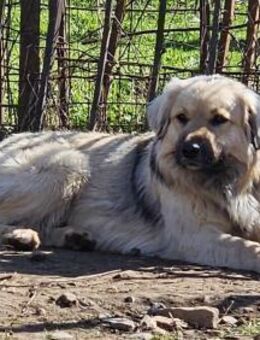 BEAR - sucht geduldiges Zuhause - Aerzen