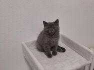 Bkh kitten - Köln