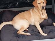 Labrador Hündin sucht ein stabiles Zuhause - Lehmen