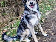 LEXI SUCHT EIN ZUHAUSE🐈 - Reiskirchen