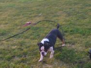 Old Englisch Bulldogge - Demmin