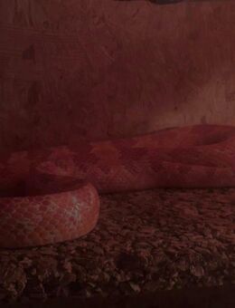 Rote Albino-Kornnatter (männlich), 130 cm, 19.09.2021 – zuverlässige Haltung - Lüdenscheid