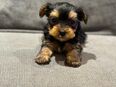 Yorkshire Terrier Welpen in 6442