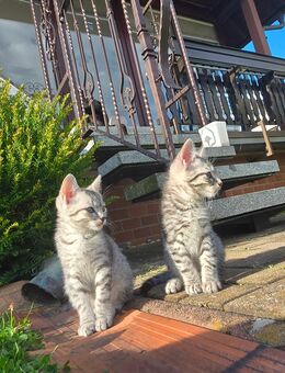 2 süsse Katzenbabys ( 9Wochen alt ) - Panschwitz-Kuckau