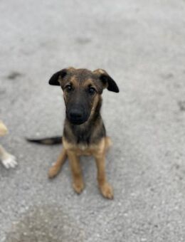 Lio - Freundlicher Junghund - Berlin