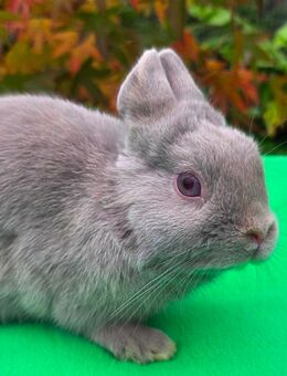 mini Löffelohrzwerg abzugeben , kastriert und geimpft - Gelsenkirchen Ückendorf