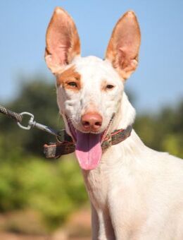 Wanda sucht dringend ein Zuhause - Laatzen