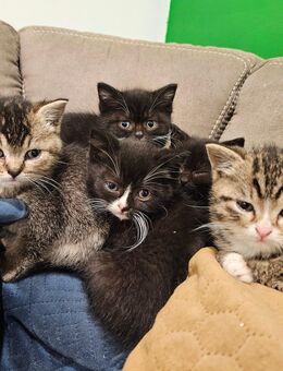 Katzen abzugeben - Solingen (Klingenstadt)