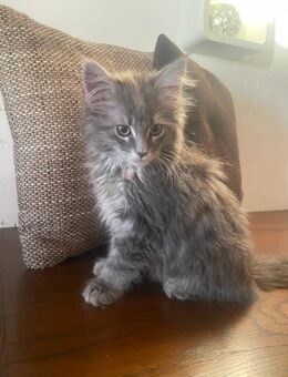 Reinrassige Maine Coon Kitten suchen neues zu Hause - Norken