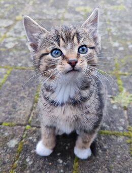 Kitten, Kätzchen - Dreetz (Brandenburg)