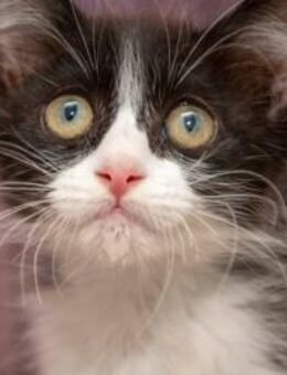 Kleiner Piruli sucht Happy Home - Bad Camberg