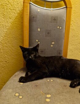 Liebevolle Jungkatzen mit Siam-Mix suchen ein neues Zuhause - Bersteland