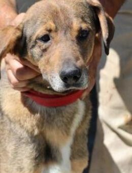 Inyan - sanft u. anschmiegsam - Lohra