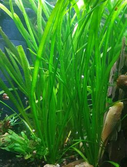 Zwergvalisnerien, Aquariumpflanzen, Ableger kleine Valisnerien - Schulzendorf