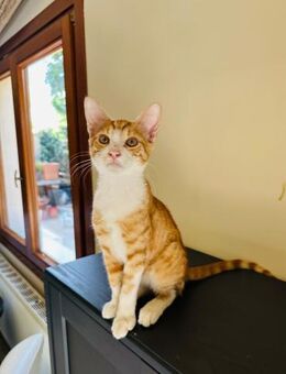 Karoline 🐾 die perfekte Mischung - Kirchheim (München)