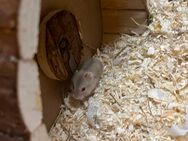 Dsungarische Hamsterbabys - Pforzheim