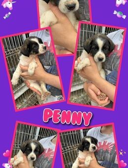 Süße Penny wartet aufs Happyend! - Nürnberg