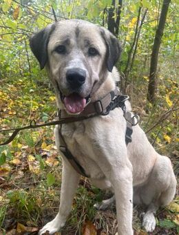 Pasha, Kangalrüde, kastriert, ca.2,5 - Wegberg