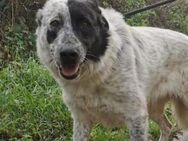 Magda - Zuhause mit ❤️ gesucht - Grevenbroich