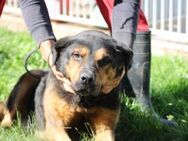 Mac - besonders lieb u. angenehm - Lohra