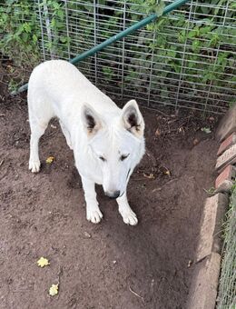 Schweizer schäferhund - Stralendorf