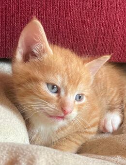 Katzenbabys Kitten , roter Kater , Glückskätzchen - Dernbach (Landkreis Neuwied)