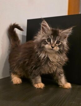 Maine Coon Kitten mit Stammbaum - Gelsenkirchen Scholven