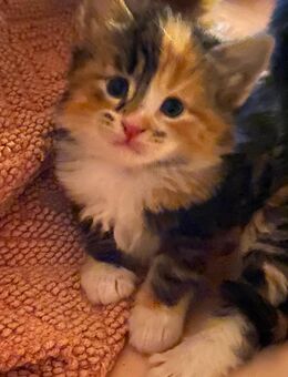 Norwegische Waldkatze Kitten - Elmshorn