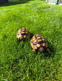 Breitrandschildkröten Pärchen - München